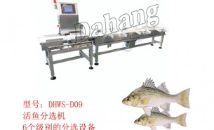 鱸魚分選機(jī):稱重自動(dòng)分揀海鱸魚,珠海大航出品就是好