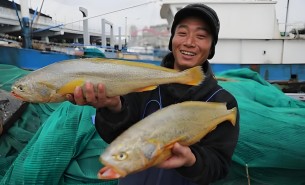 大黃魚分揀機(jī) 大黃魚分選機(jī)  大黃魚自動(dòng)稱重分揀機(jī) 大黃魚自動(dòng)稱重分選機(jī) 