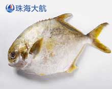 金鯧魚分選,自動(dòng)分揀分級(jí)設(shè)備,機(jī)械化助力鯧魚產(chǎn)業(yè)升級(jí)